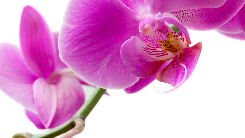 Image result for single purple orchid flowers