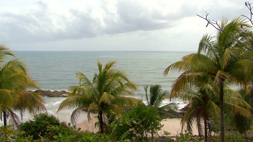 Header of concha