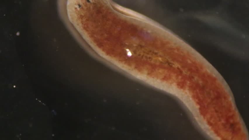 Commom flatworm that is not parasitic