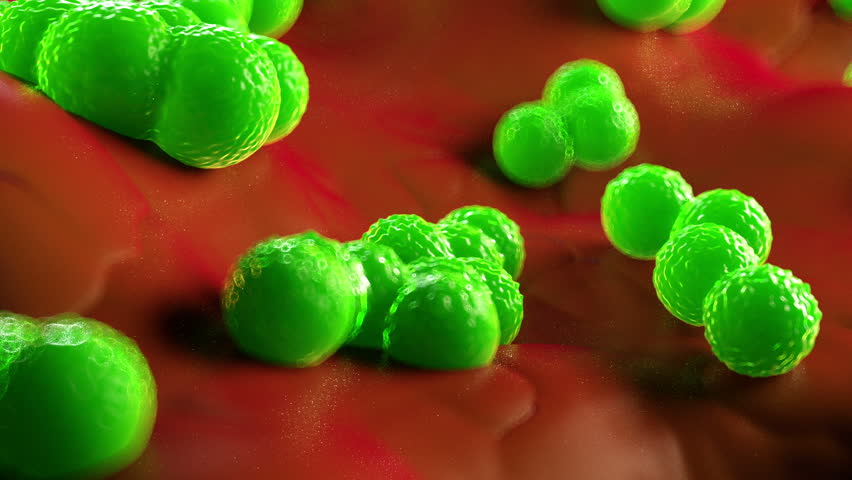 Staphylococcus Aureus Stock Video Footage - 4K and HD Video Clips ...