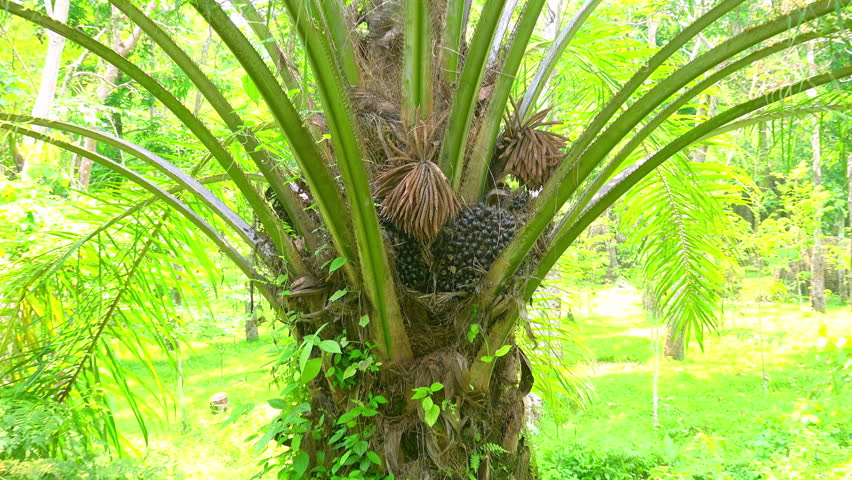  African Oil Palm  elaeis Guineensis Stock Footage Video 