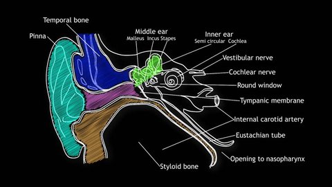 Human Ear Structure Animation Illustration Stock Footage Video (100%  Royalty-free) 2689271 | Shutterstock