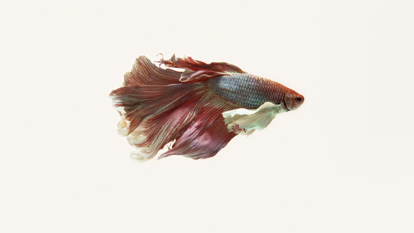 Beta Fish Stock Footage Video | Shutterstock