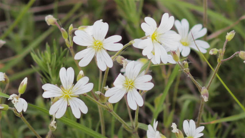 Header of starwort