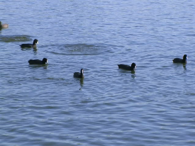 Header of American coot