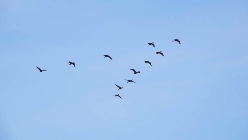 Stock video of follow leaders flock of geese 27953641 