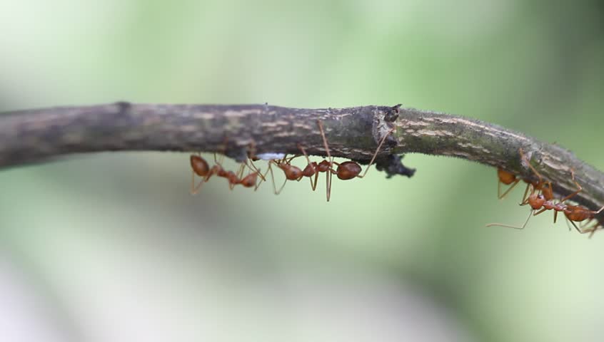 Header of red ant