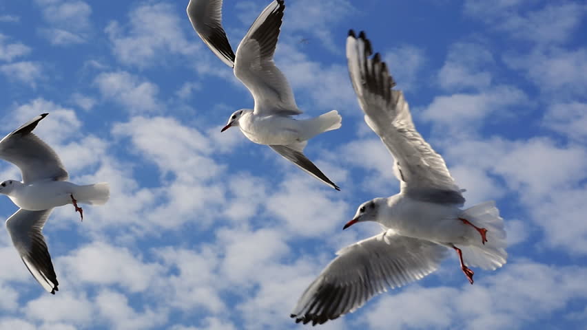 to flying make how ring The Bird Smoothly Birds Soaring Through Air. Gliding, When to flying make how ring The Bird Smoothly Birds Soaring Through Air. Gliding, When