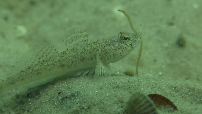 Header of goby