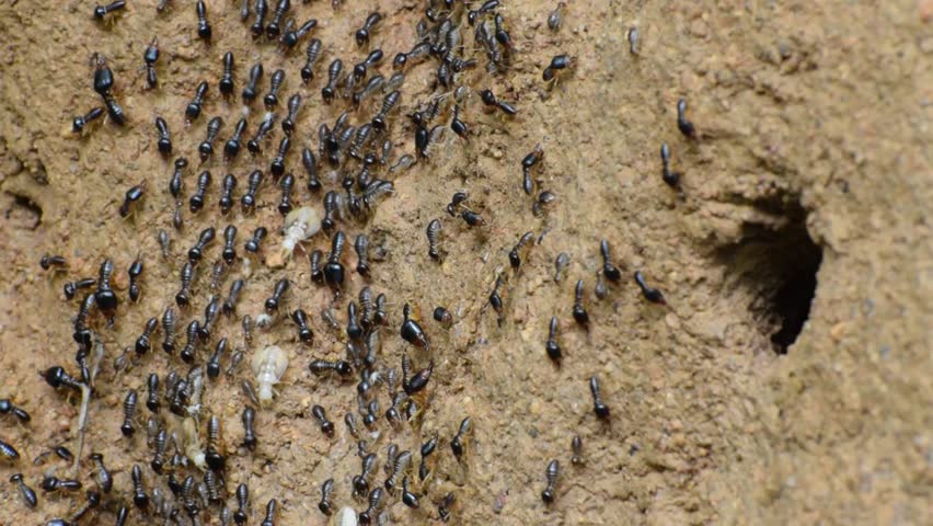 Stock video of termites or white ants on termite ...