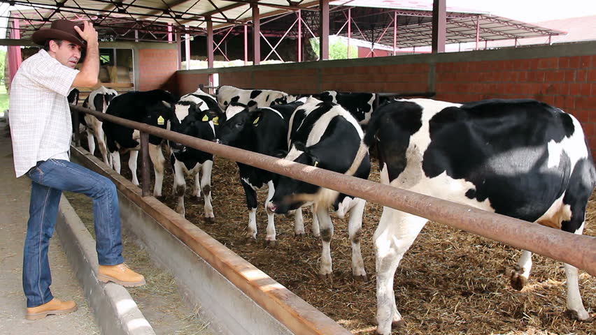 shed for 20 cows - all about cow photos