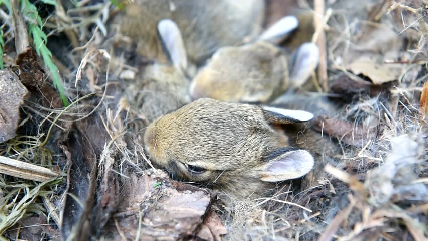 Cute Baby Bunnies. Close-up Of A Nest Of One-week-old Wild Cottontail ...