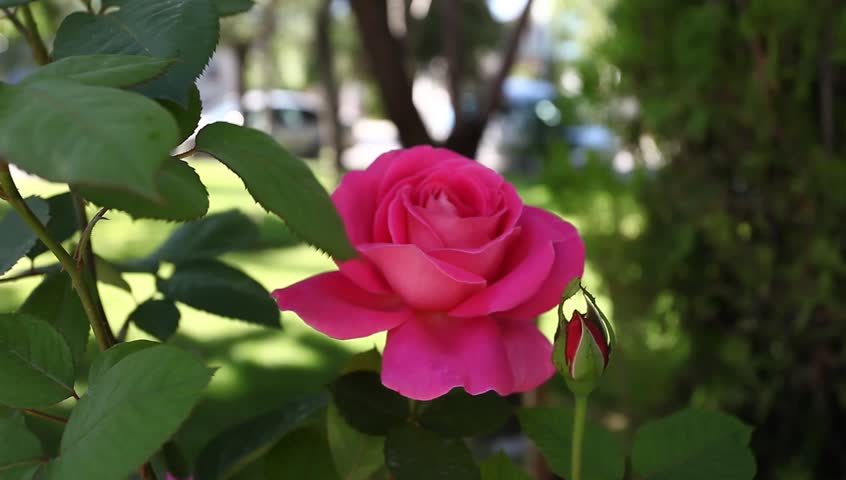 red rose 動画素材 2774201 shutterstock