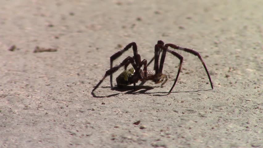 Hd00 16a Big Spider On The Floor