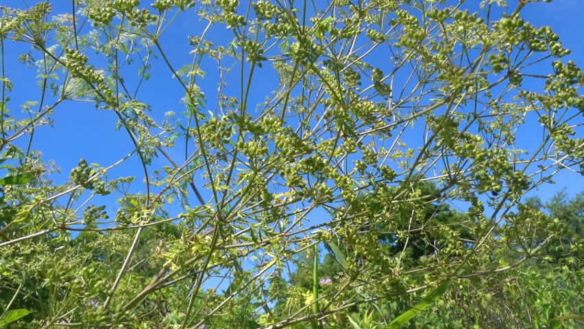 Header of hemlock