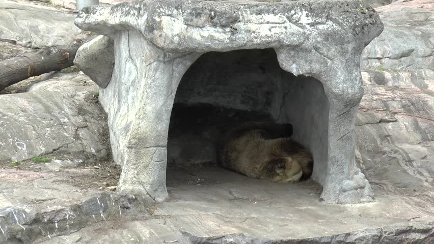 Bear Sleeping In Cave Stock Footage Video 100 Royalty Free 28594801