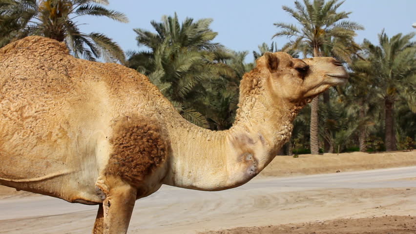 Side View of Camel in Stock Footage Video (100% Royalty ...