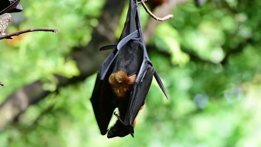 Bat (Lyle's Flying Fox, Pteropus Lylei Or Pteropodidae) Perched Hanging ...