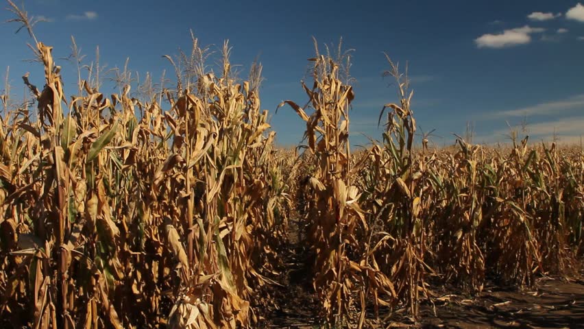 Dead Corn Plant Under Blue Sky In Summer Stock Footage Video 2697224 ...