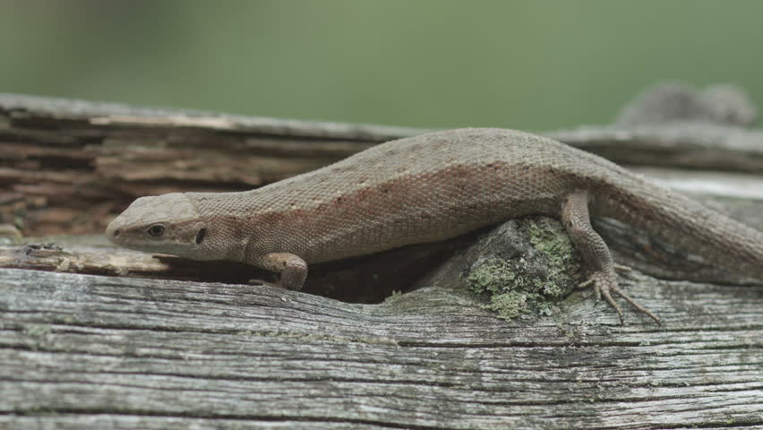 Eastern Fence Lizard - Sceloporus undulatus image - Free stock photo ...