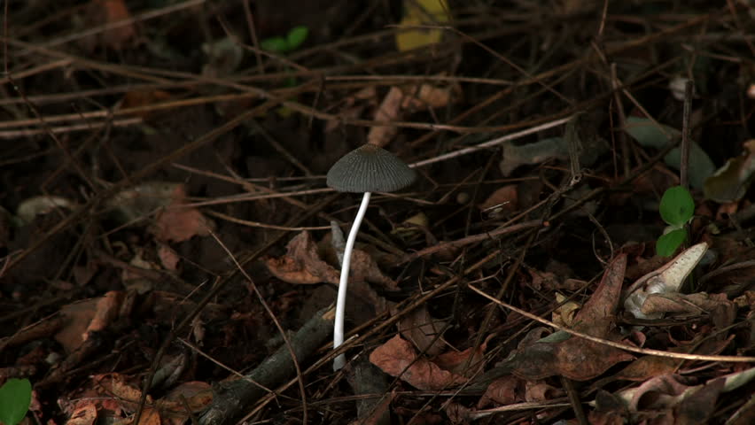 Header of Psilocybe