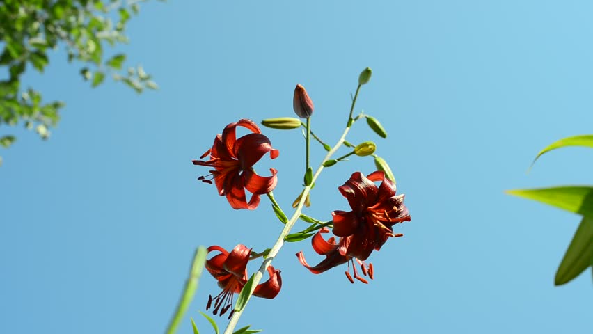 Header of lily