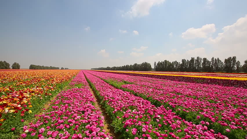 tulips bed farm hd timelapse of sunset over wooden shoe tulip farm in woodburn oregon 1080p stock footage video tulips bed farm hd timelapse of sunset over wooden shoe tulip farm in woodburn oregon 1080p stock footage video