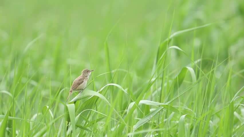 Header of Acrocephalus arundinaceus