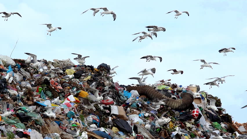 Image result for garbage dump gull