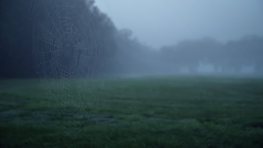 Header of dewy