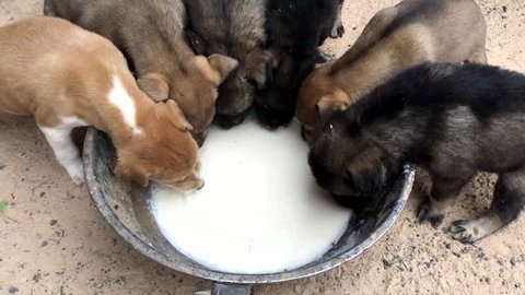 when can puppies start drinking milk out of a bowl