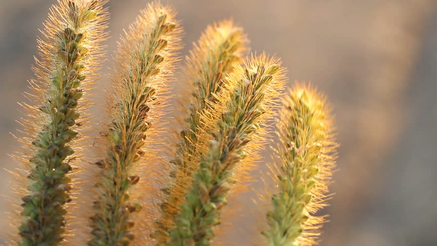 Header of setaria