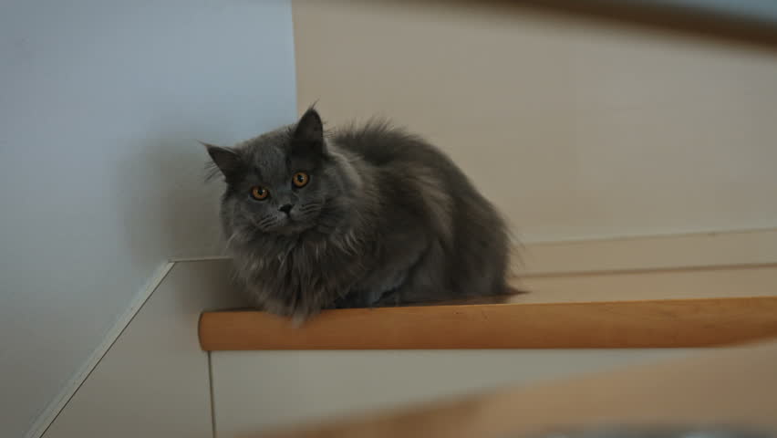 grey british longhair cat