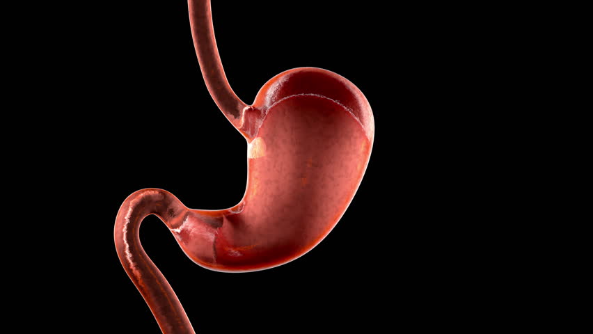 Animation Of A Anatomy Visualisation Of A Human Stomach Stock Footage