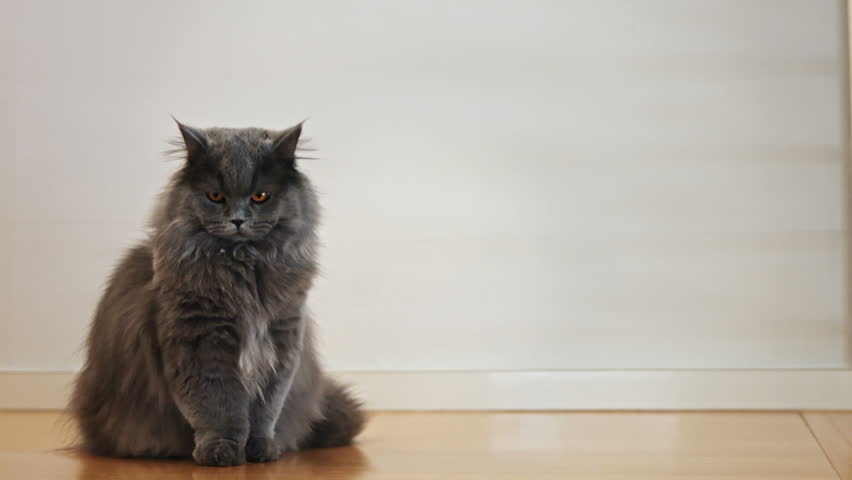 A Grey British Longhair Cat Stock Footage Video 100 Royalty