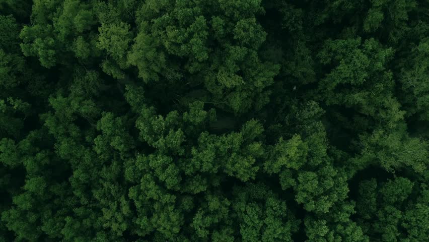 mangrove forest green leaf tree background aerial stockvideos background forest
