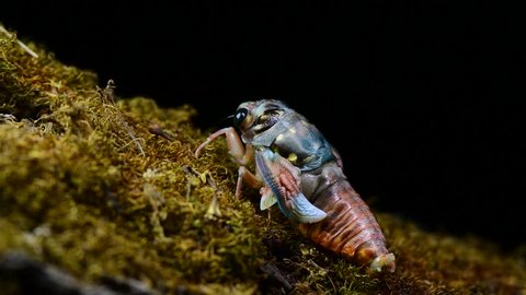 Insect Spider Repellent House Stock Video Footage 4k And Hd Insect