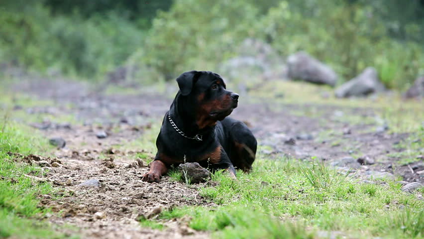 One Year Old Rottweiler Playing Stock Footage Video 100 Royalty Free 3018481 Shutterstock