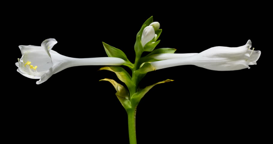 Header of Asparagales
