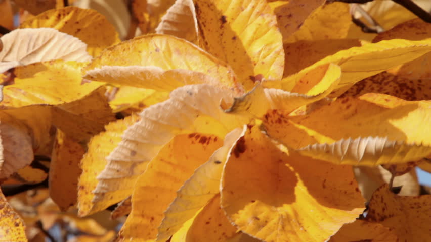 Header of whitebeam