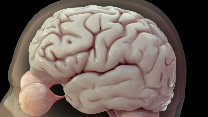 Computer Generated 3D Image Of A Human Brain That Rotates About A 360 ...