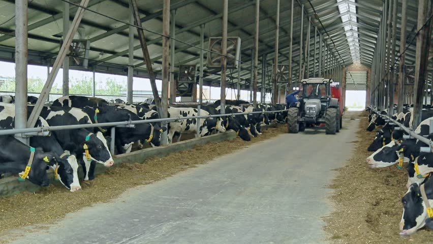 Hd00 11cows In Modern Barn On Dairy Farm Feeding Cow On Dairy