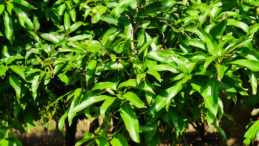 Amazon Com Buy A Pack Of 25 Fresh Mango Leaves Get 5 Free