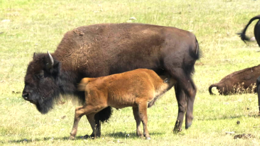 Herd Of Bison Grazing Grasslands With Calf Forest Wilderness Summer ...