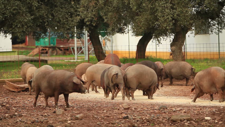 Some Female Pig On Backyard Of The Farm