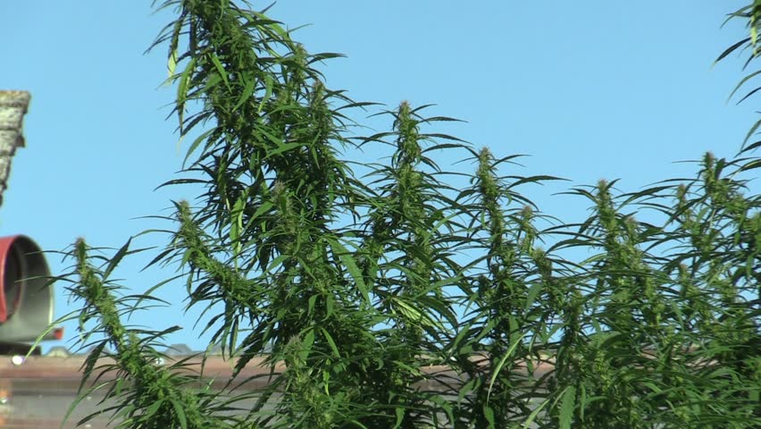 Header of unlawful