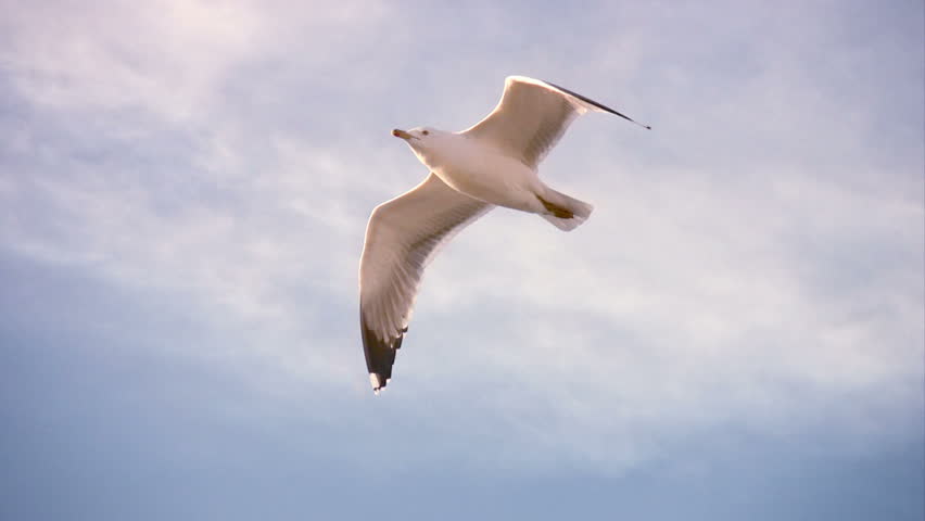 Header of seagull
