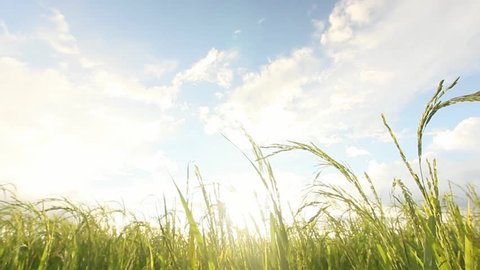 Rice Rice Field On Clear Day Stock Footage Video (100% Royalty-free)  31002931 | Shutterstock