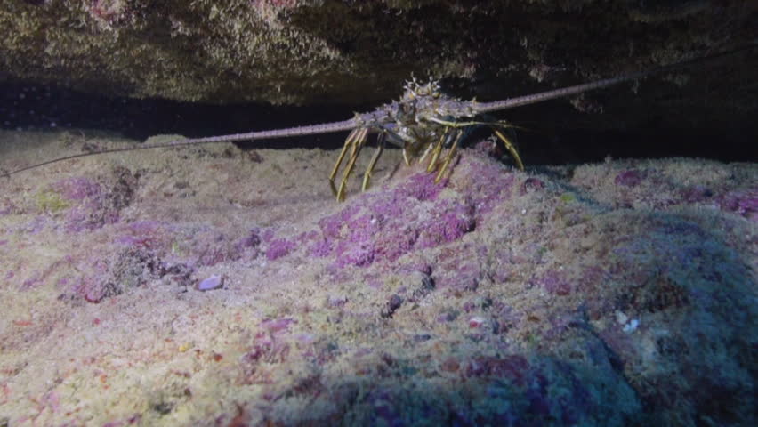 Caribbean spiny lobster - Panulirus argus image - Free stock photo ...