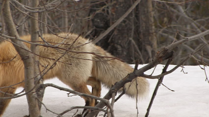 Winter Fur Red Fox Coat